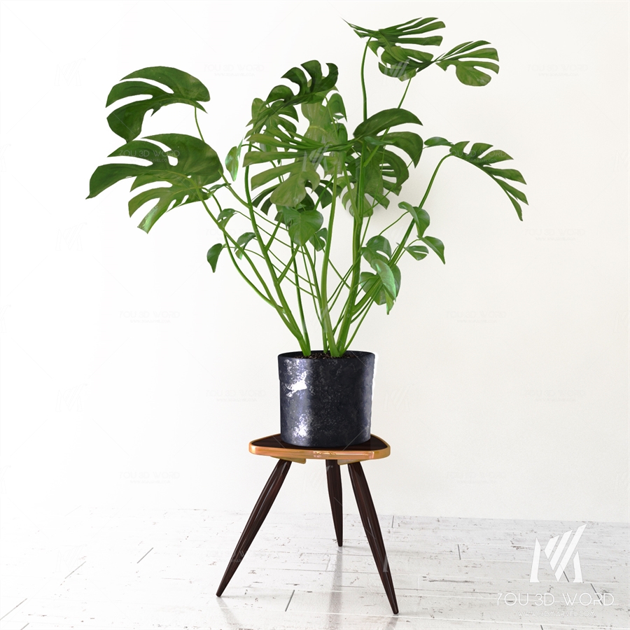 Monstera